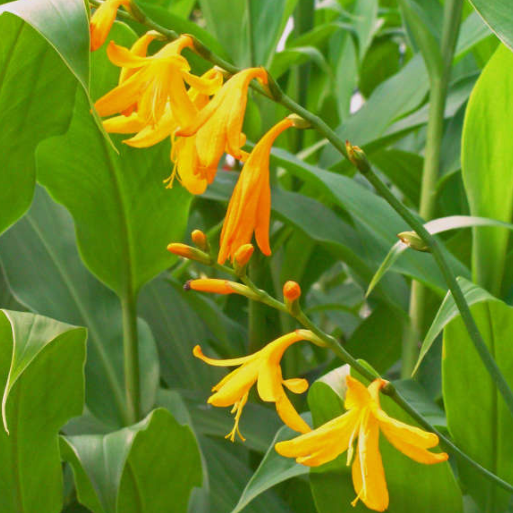 Crocosmia x crocosmiiflora 'Norwich Canary'