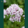 Valeriana officinalis