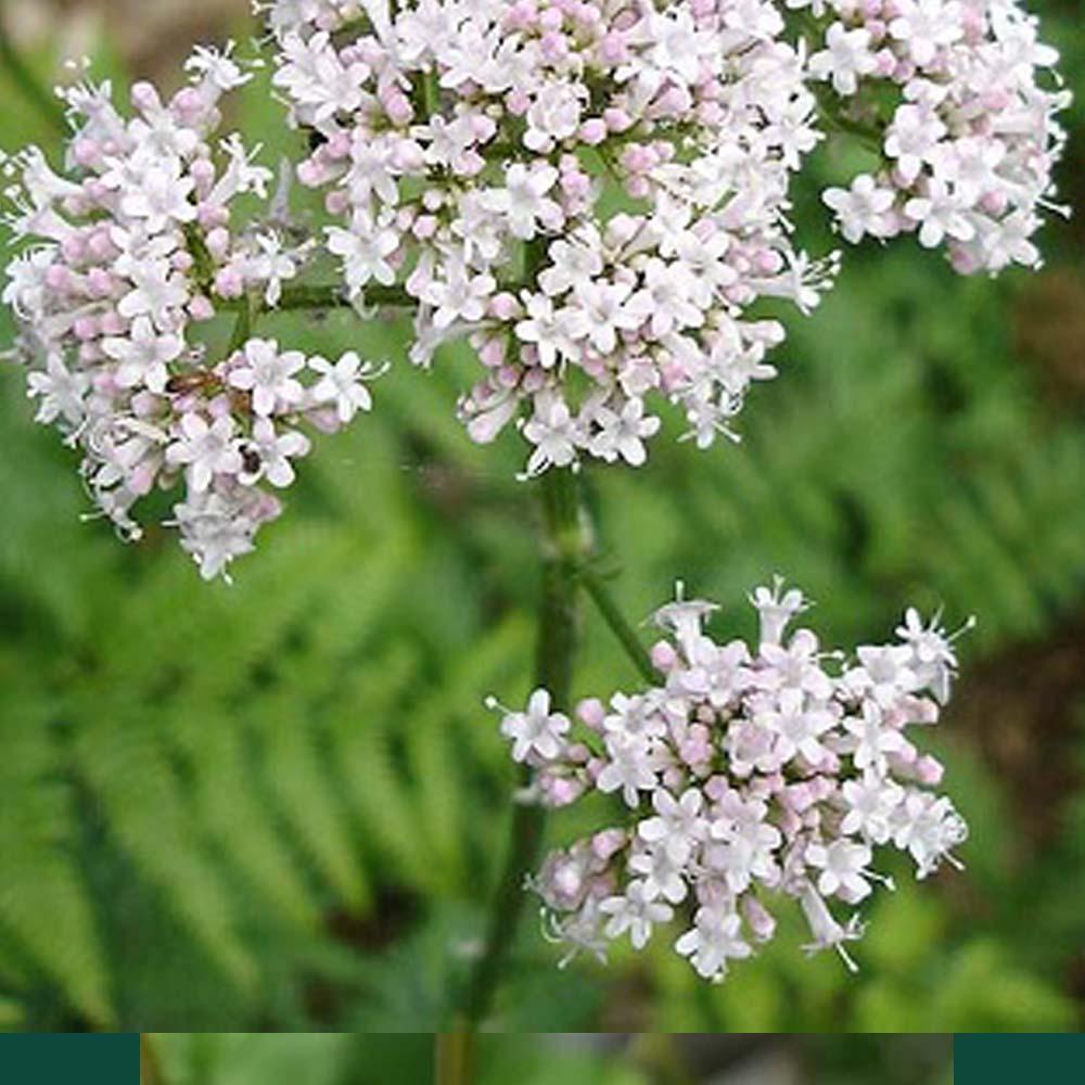 Valeriana officinalis