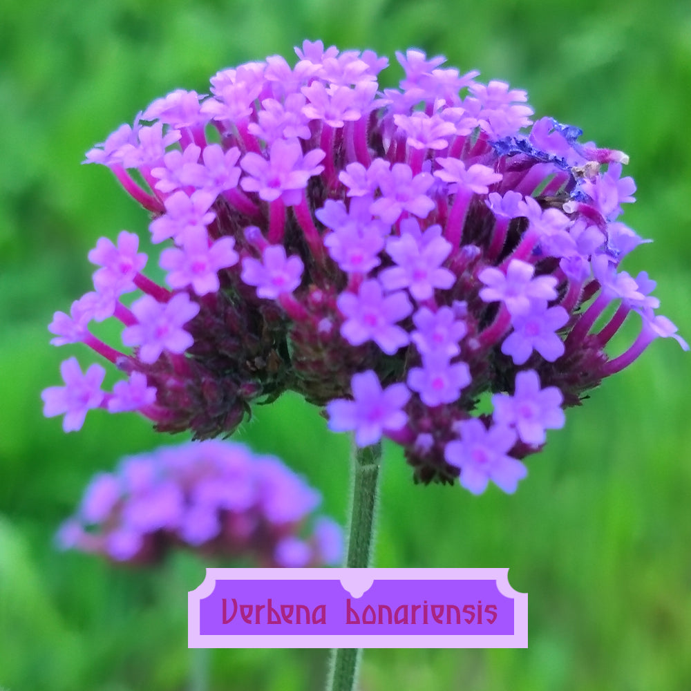 Verbena bonariensis