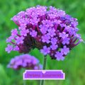 Verbena bonariensis