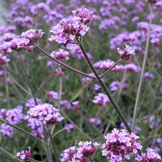 Verveine de Buenos Aires 'Lollipop'