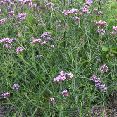 Verveine de Buenos Aires 'Lollipop'