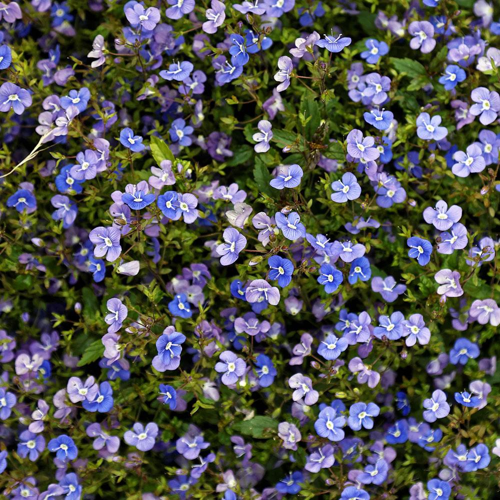 Veronica peduncularis Georgia Blue