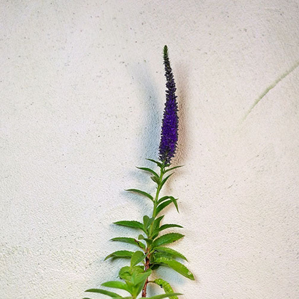 Veronica spicata