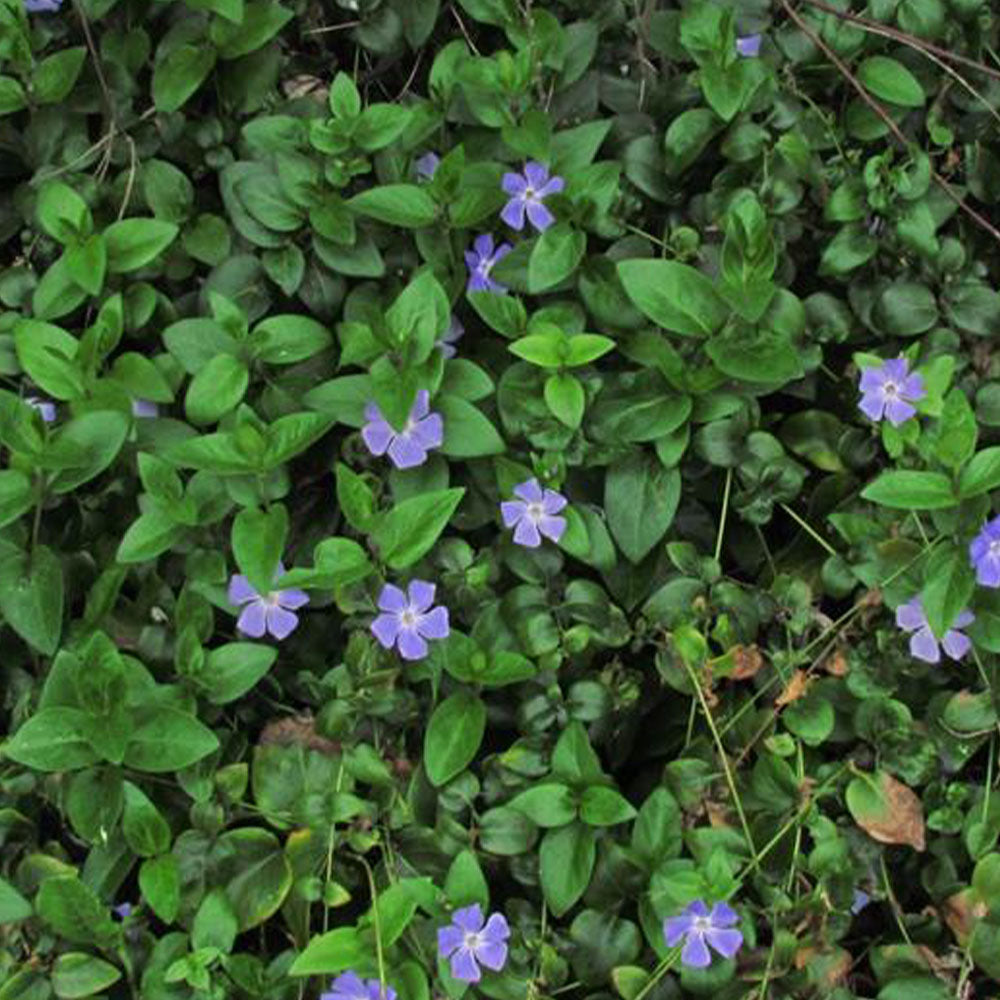Vinca major