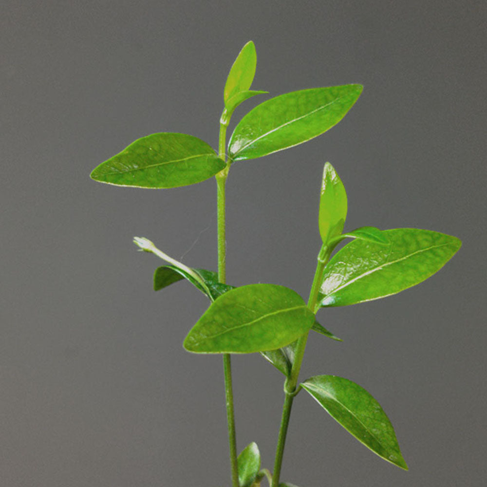 Vinca minor 