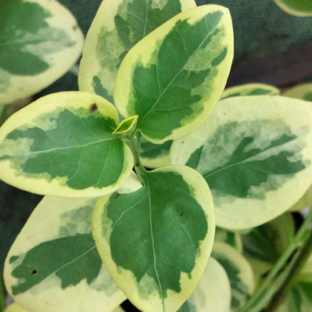 Vinca major Variegata 