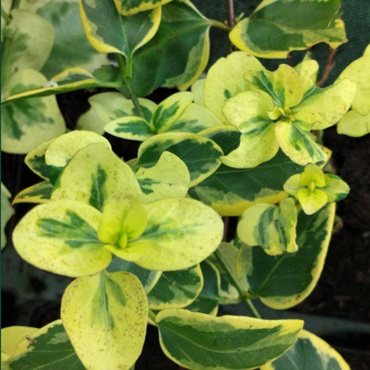 Vinca major Variegata 