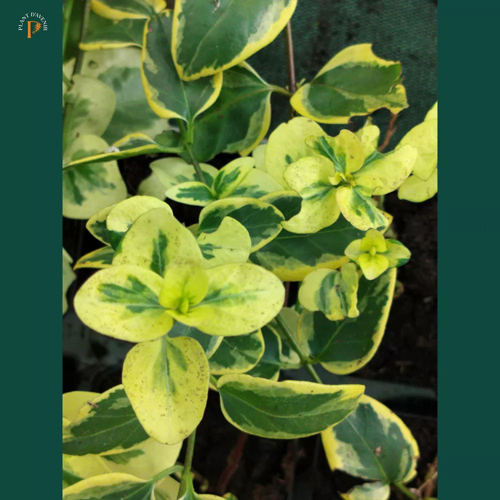 Vinca major Variegata 