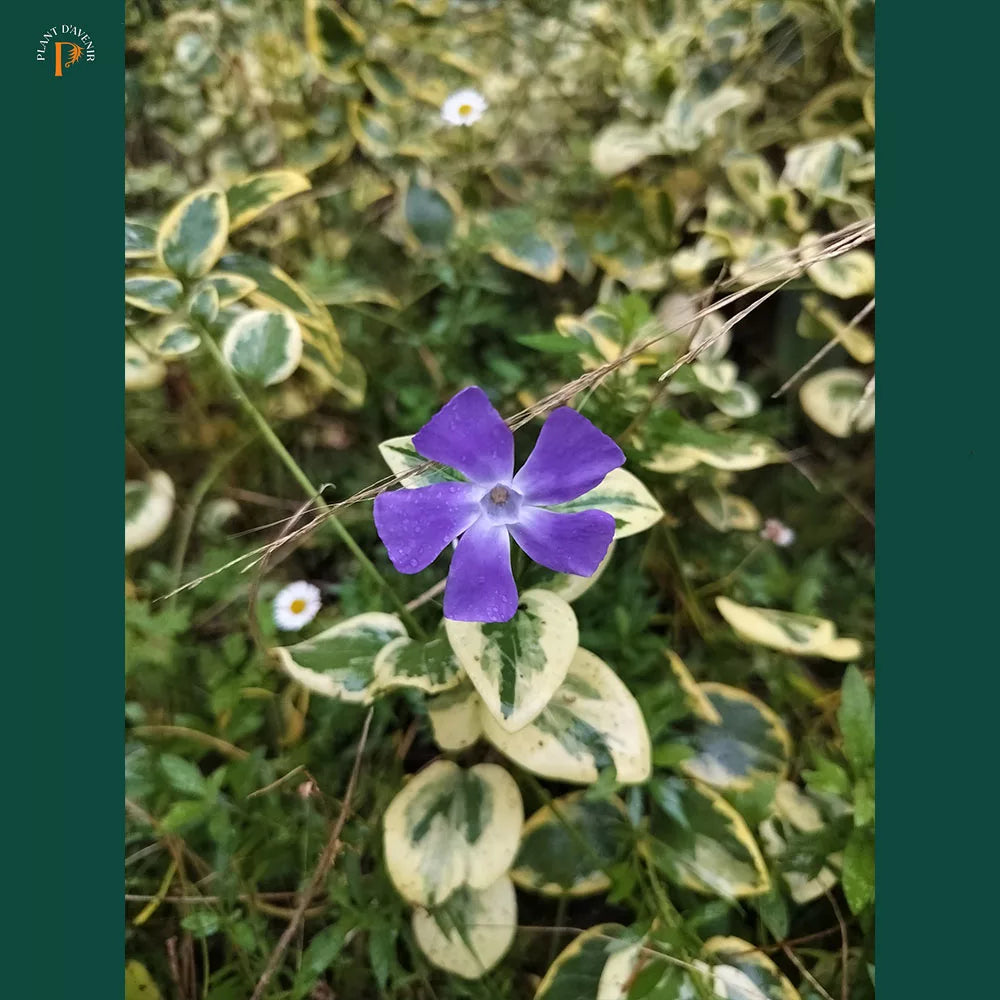 Vinca major Variegata
