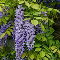 Wisteria sinensis 'Blue Line'