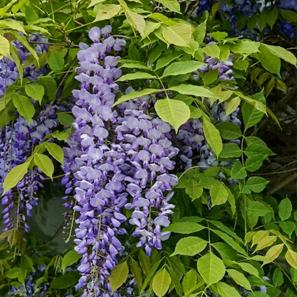 Wisteria sinensis 'Blue Line'