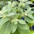 Withania somnifera - Ashwagandha