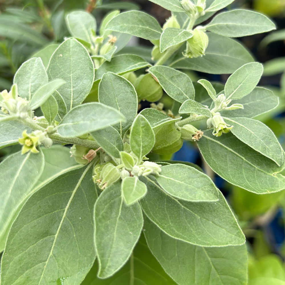 Withania somnifera - Ashwagandha