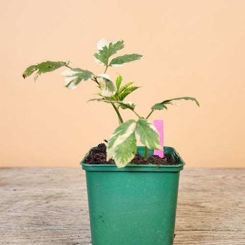Aegopodium podagraria 'Variegata' 