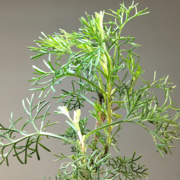 Artemisia abrotanum