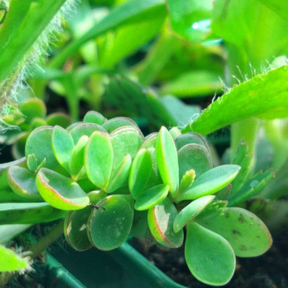 evil genius succulent Kalanchoe daigremontiana – Plante succulente – plant d'Avenir