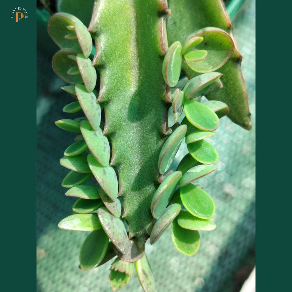 evil genius succulent Kalanchoe daigremontiana – Plante succulente – plant d'Avenir