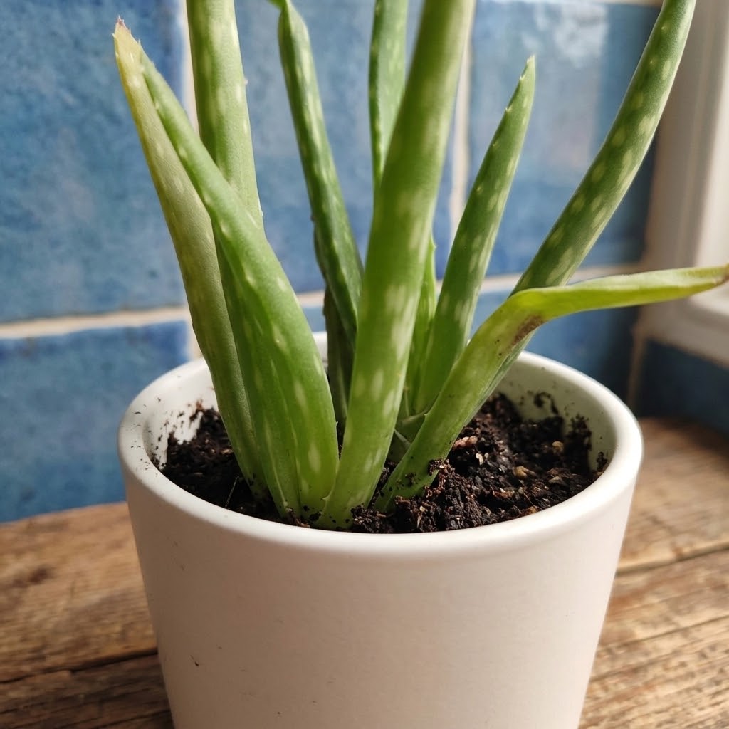 Aloe vera 