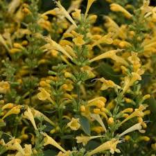 Agastache aurantiaca 'Sunset Yellow'