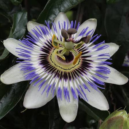 Passiflora caerulea – Passiflore bleue