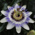 Passiflora caerulea – Passiflore bleue