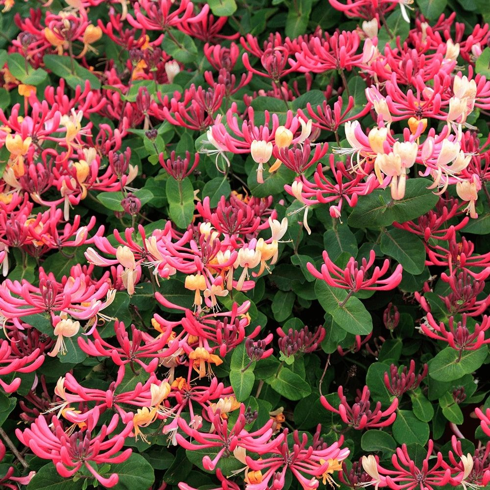 Lonicera periclymenum 'Serotina'