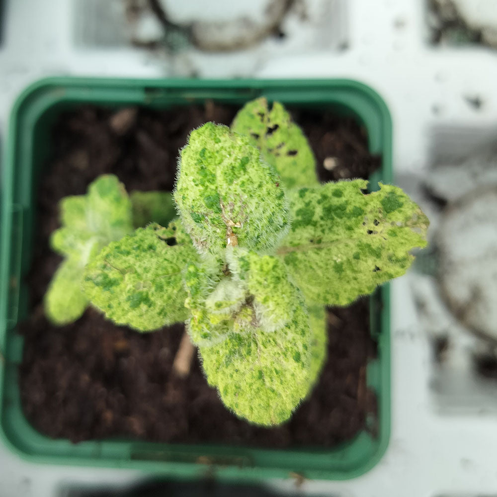 Mentha suaveolens 'Calixte' 