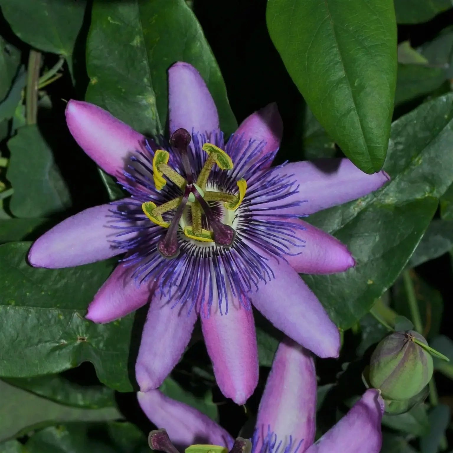 Passiflora caerulea 'Purple Haze' – Purple Passionflower