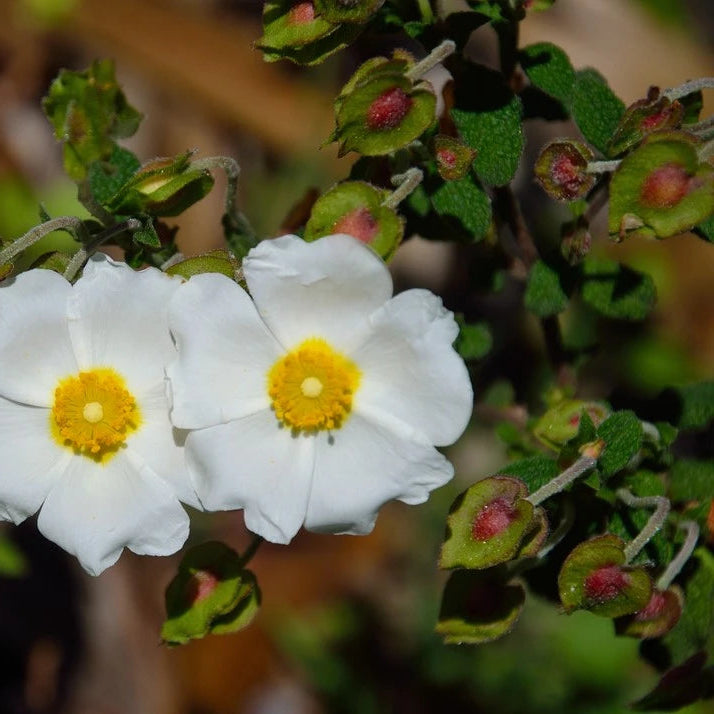 Cistus × corbariensis