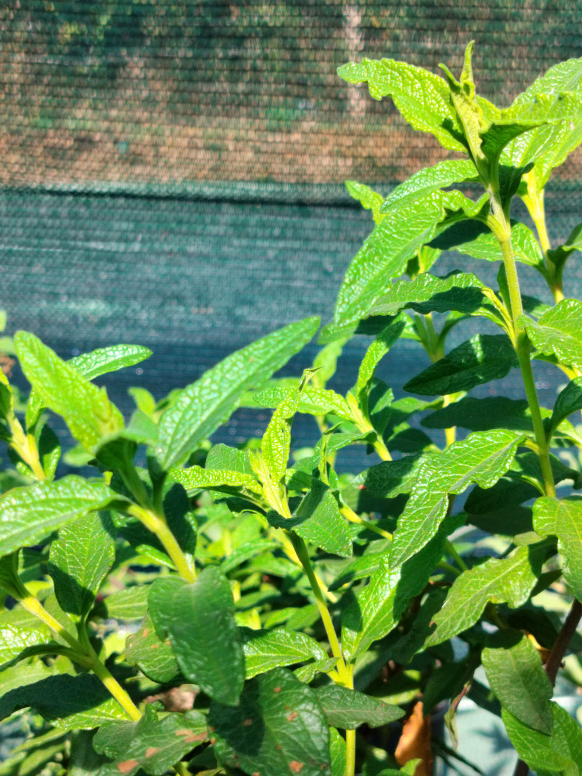 Cistus nigricans