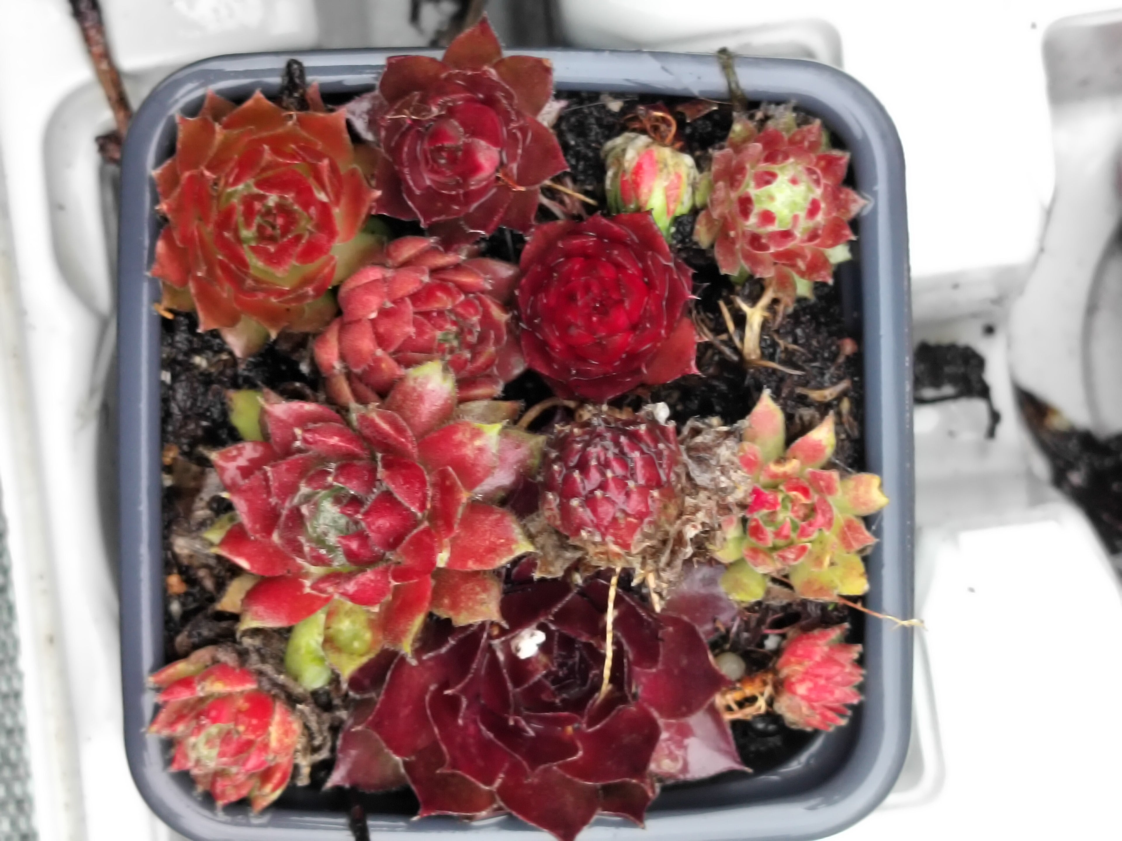 Sempervivum Medley