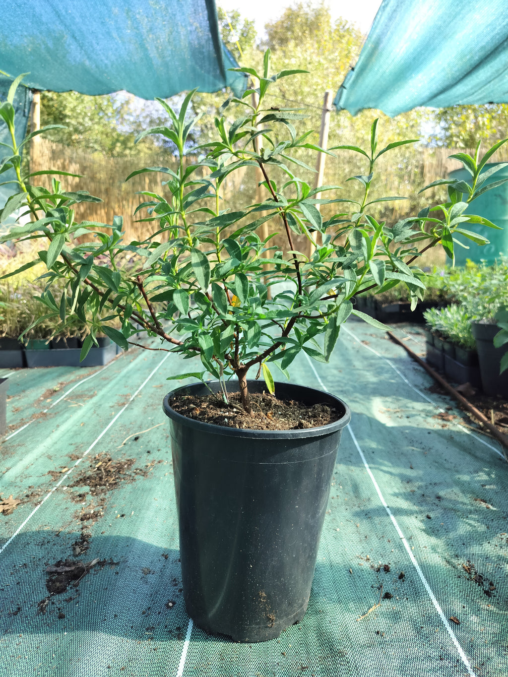Cistus x corbariensis