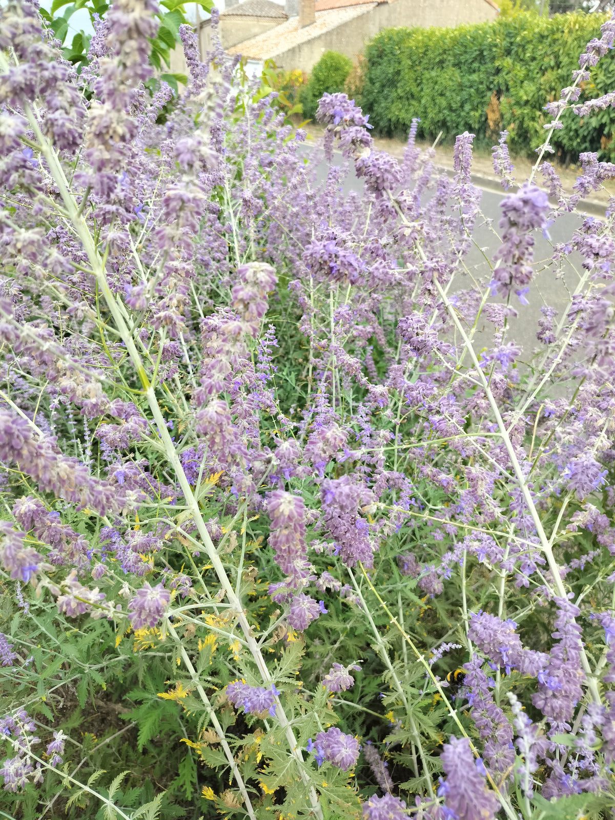 Perovskia atriplicifolia 'Prime Time'
