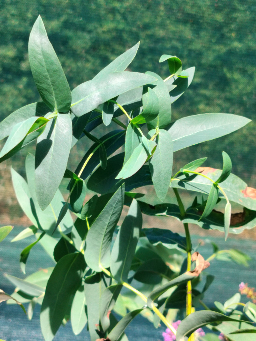 Eucalyptus nitens - 2L