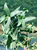 Eucalyptus nitens - 2L