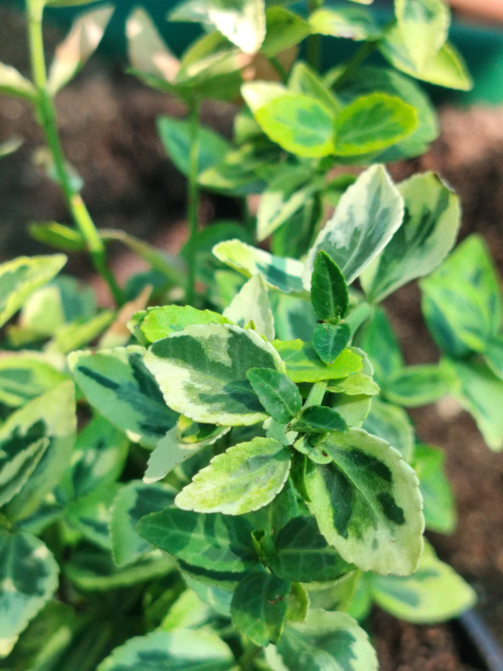 Euonymus fortunei 'Émeraude et Or' 