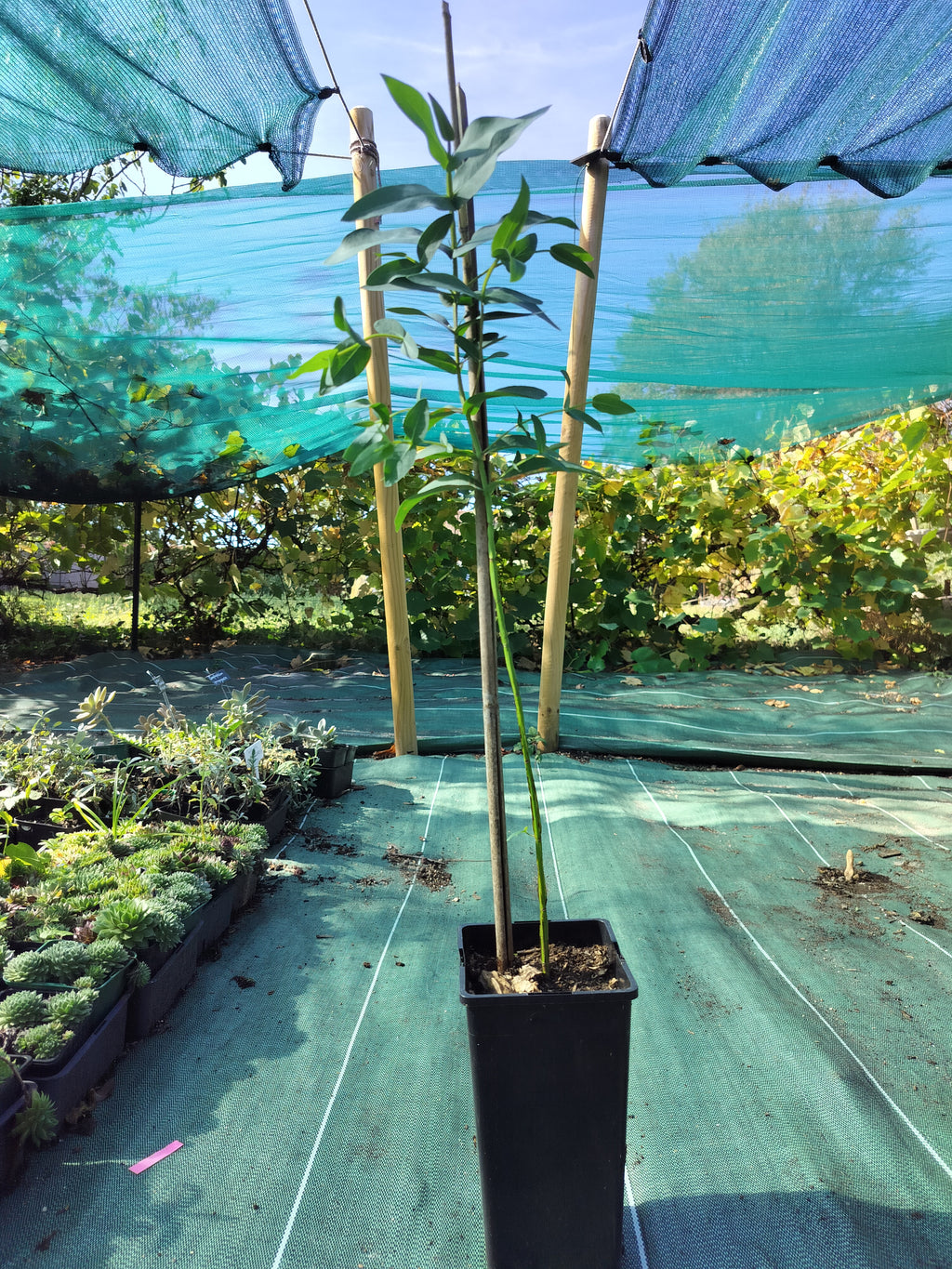 Eucalyptus nitens - 2L