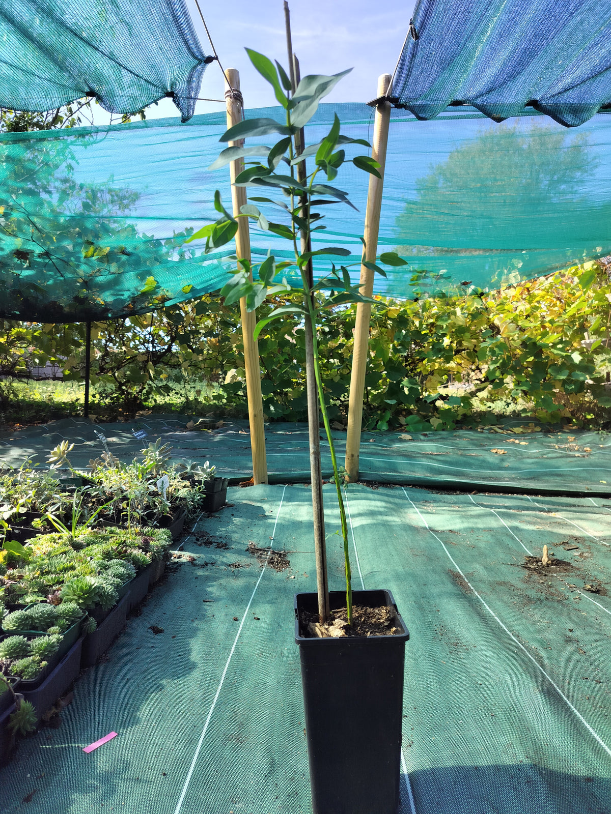 Eucalyptus nitens - 2L
