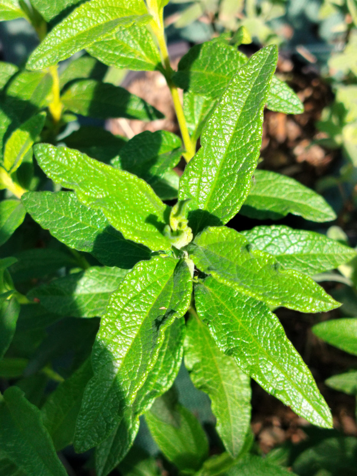Cistus nigricans