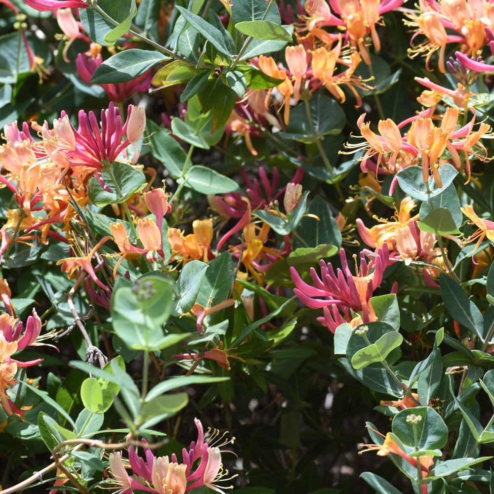 Lonicera heckrotti 'Goldflame' - 2L