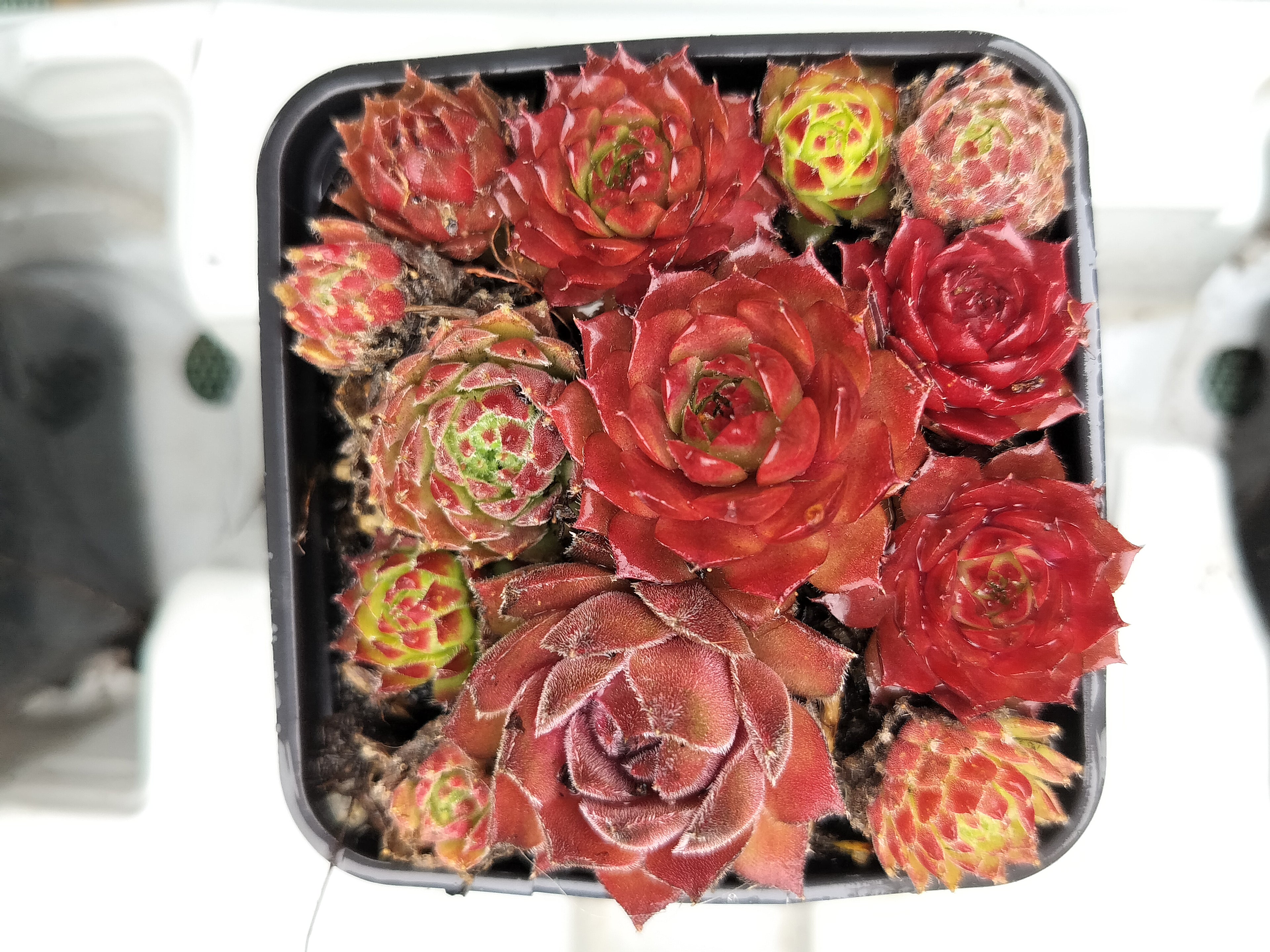 Sempervivum Medley