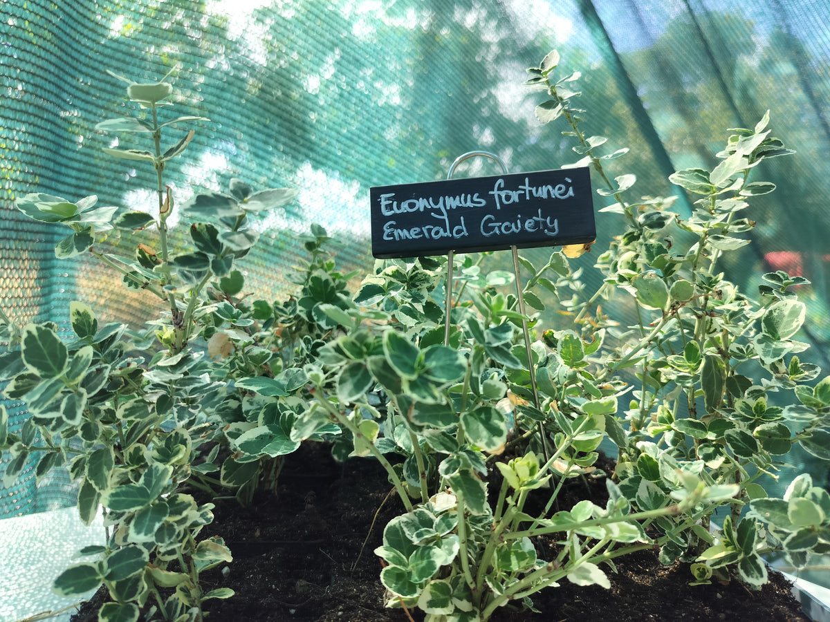 Euonymus fortunei 'Gaiété d'émeraude' 
