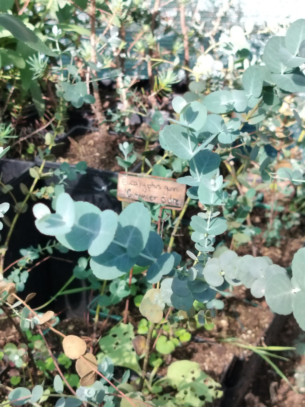 Eucalyptus gunnii