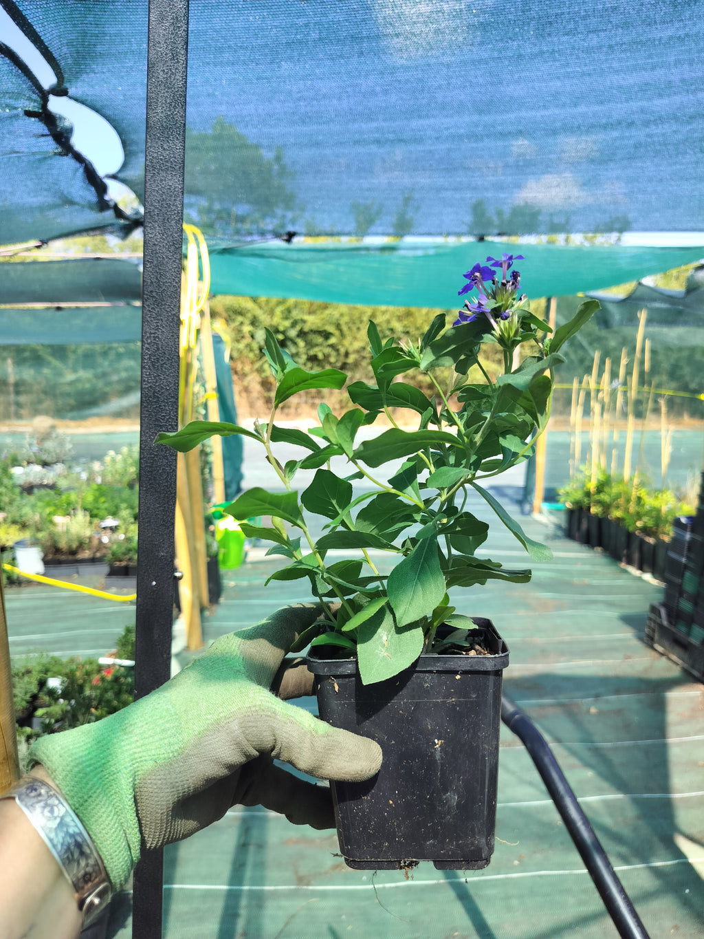 Ceratostigma plumbaginoides 