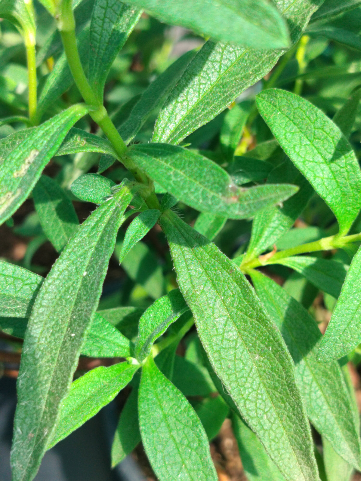 Cistus x corbariensis