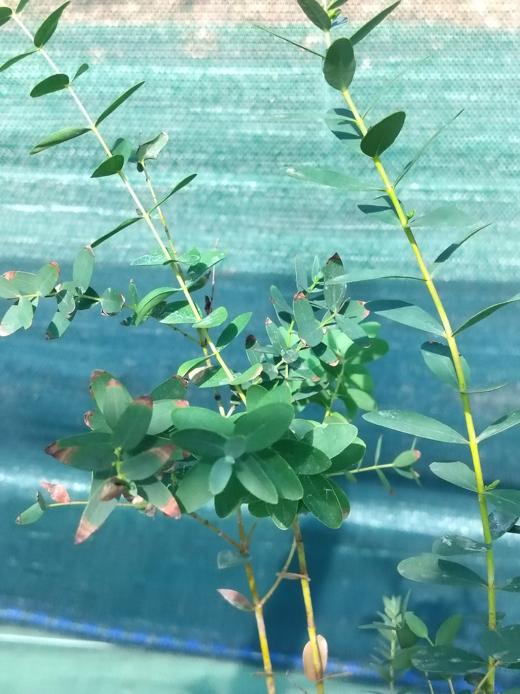 Eucalyptus parvifolia - 2L