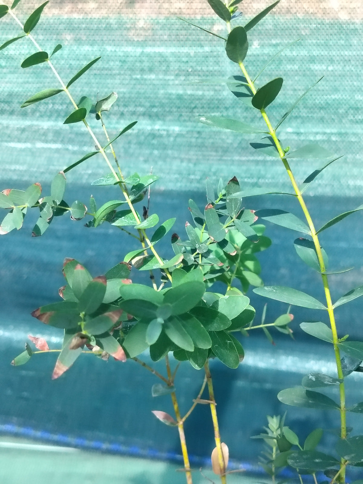 Eucalyptus parvifolia - 2L