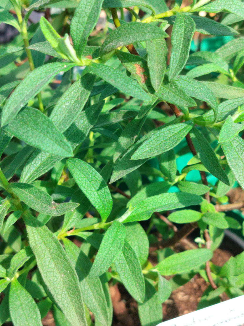 Cistus x corbariensis